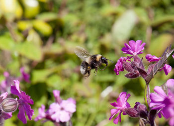 Close-up of bee pollinating on pink flower