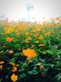 Yellow flowers blooming in field