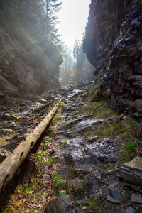 Scenic view of forest