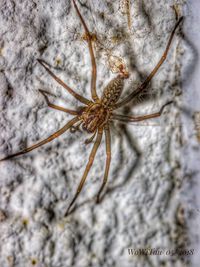 Close-up of spider on web