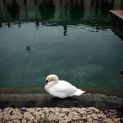 Swan on lake