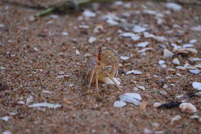 Close-up of crab on sand