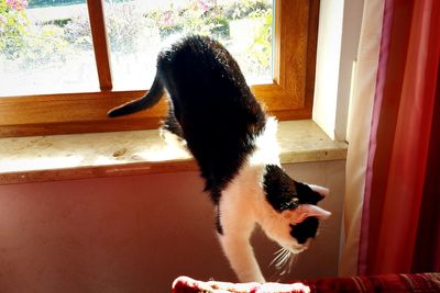 Cat looking away while sitting on window sill at home