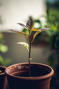 Close-up of potted plant
