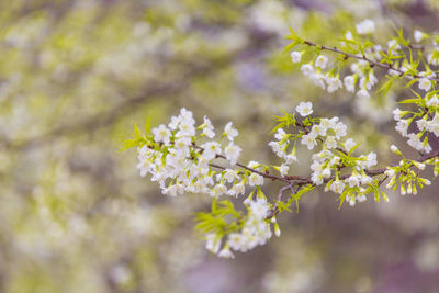 Close-up of white cherry blossoms in spring