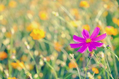 Close-up of pink cosmos flowers blooming on field