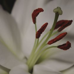 Close-up of white flowering plant