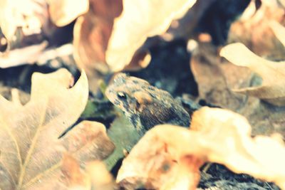 Full frame shot of food