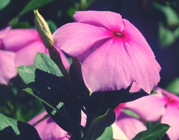 Close-up of pink flower growing on plant