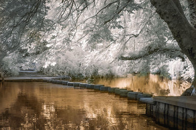 Scenic view of tree mountains during winter