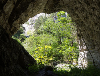 Low angle view of rock formation in forest