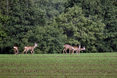 Horses grazing in a field