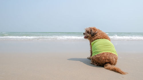 The dog was waiting for the owner on the beach.