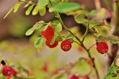 Close-up of berries growing on tree