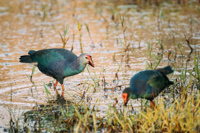 Close-up of bird on field