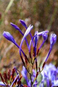 Close-up of purple flowering plant on field