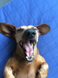 High angle view of dog yawning