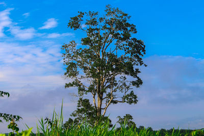 Low angle view of tree against sky