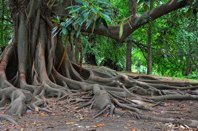 Trees in forest