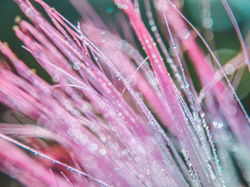 Close-up of water drops on pink flower