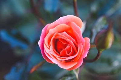 Close-up of pink rose