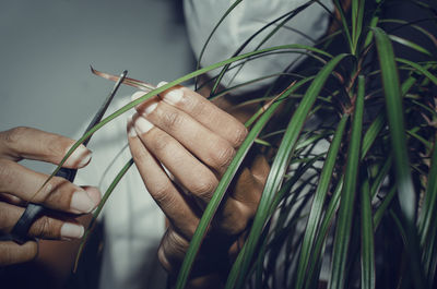 Midsection of woman cutting plant leaf at home