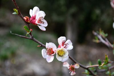 Close-up of pink flowers