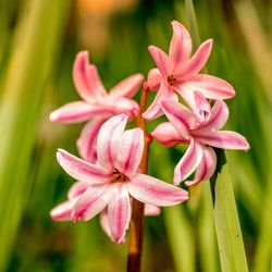 Close-up of pink flower