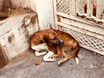 Dog sleeping