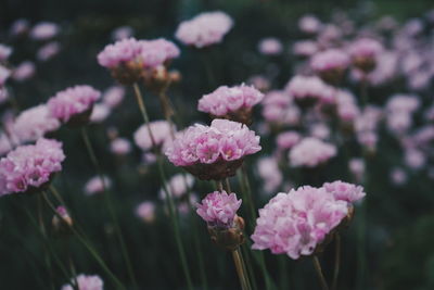 Close-up of pink flowering plants