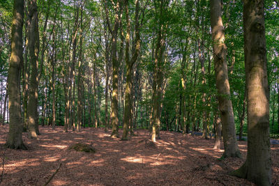 Trees in forest