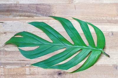 Close-up of leaves on wooden table