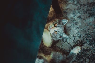 High angle portrait of cat lying at home