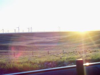 Scenic view of wheat field against clear sky at sunset