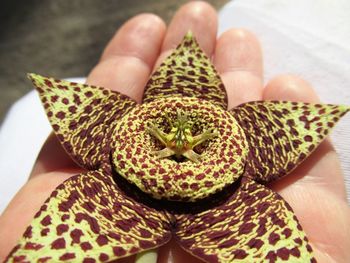 Close-up of hand holding flowers