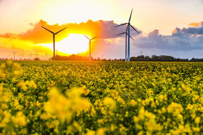 Scenic view of field against sky during sunset