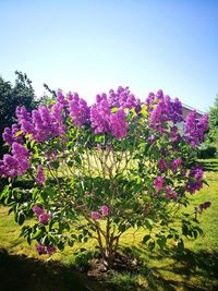 Pink flowering plants on field against sky