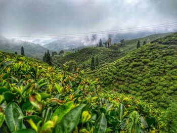 Scenic view of vineyard against sky