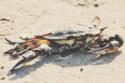 Close-up of crab on sand