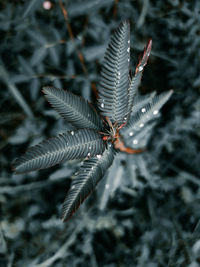 Close-up of insect on plant