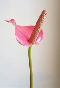 Close-up of pink flower over white background