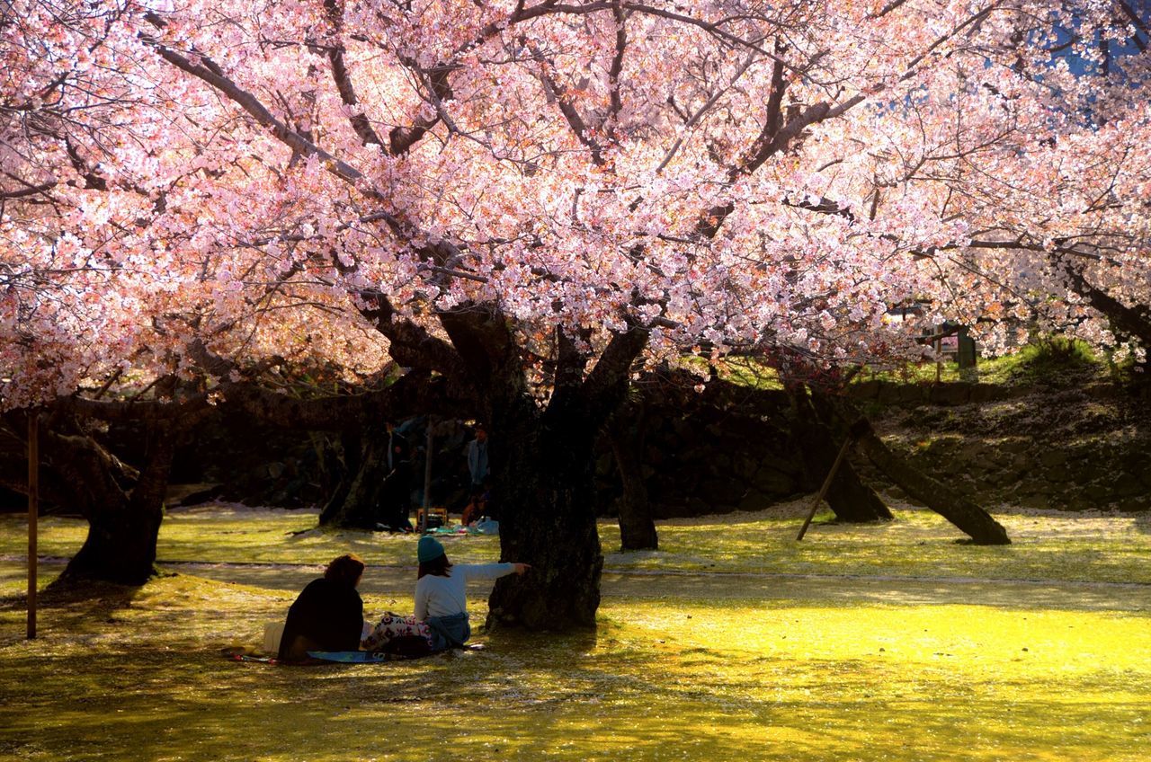 tree, flower, branch, growth, beauty in nature, cherry blossom, nature, blossom, water, tranquil scene, park - man made space, freshness, transportation, tranquility, tree trunk, scenics, pink color, bench, springtime, cherry tree