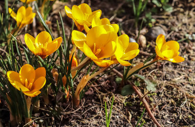 Close-up of yellow crocus flowers on field