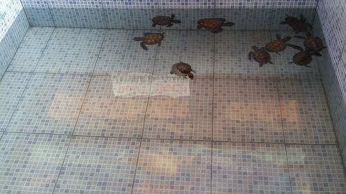 High angle view of pigeons on floor by swimming pool