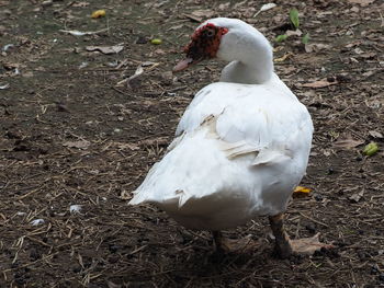 High angle view of white duck on field