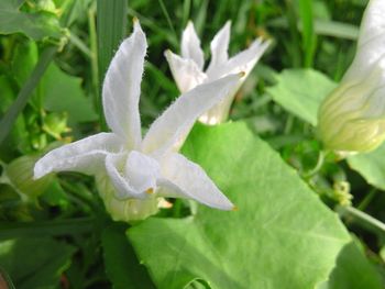 Close-up of white flowers blooming in park