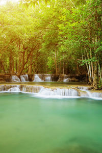 Scenic view of waterfall in forest