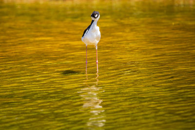 Duck drinking water