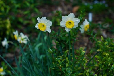 Close-up of white flowering plants on field