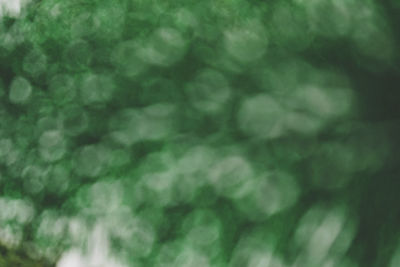 Close-up of green leaves